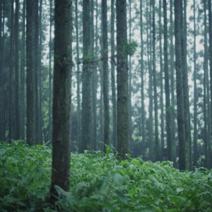 久々に雨が降った。